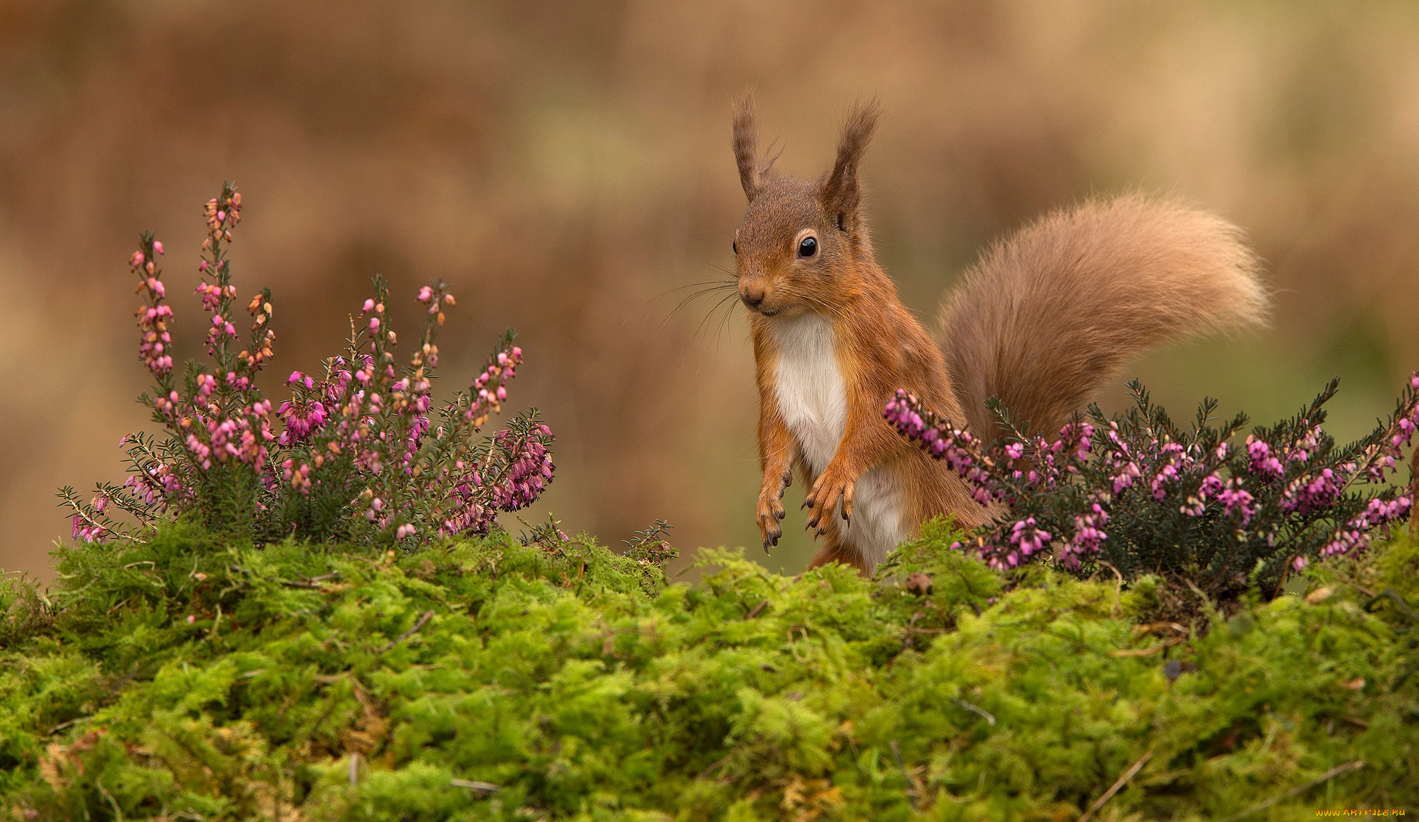 ��������, �����, ������